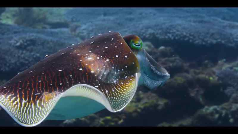 Cuttlefish have the astonishing ability