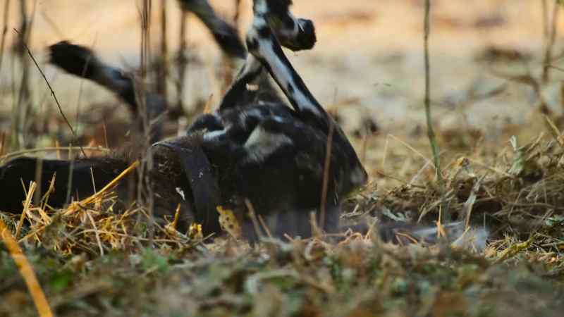 Dad Sarge and the other hunters get ready for the hunt