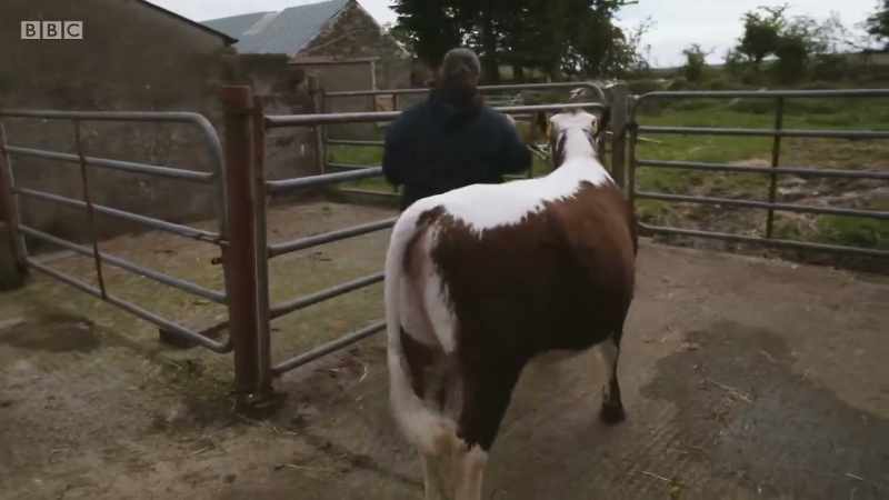 Daisy is an Irish Moiled, a rare breed producing beef and milk