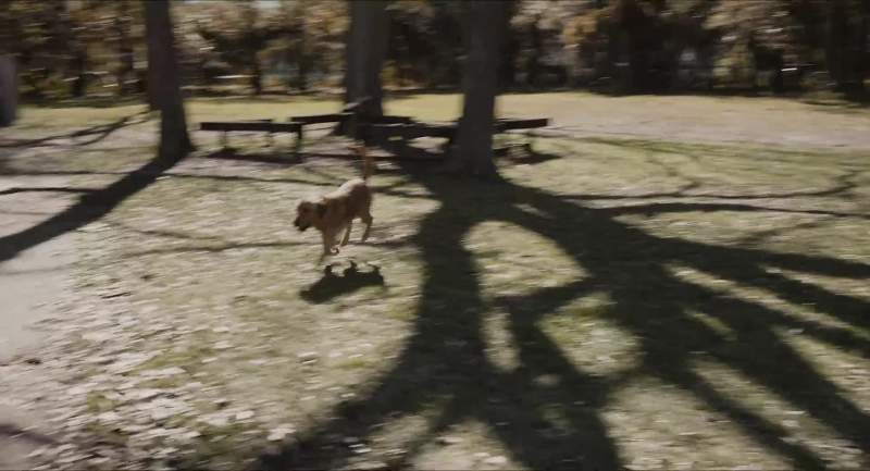 Damn It barking