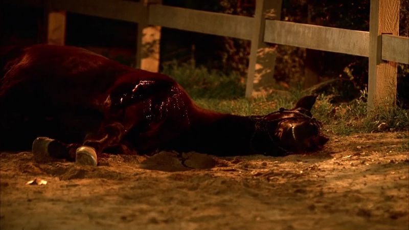 'Damn it, Pate! You shot a horse!'