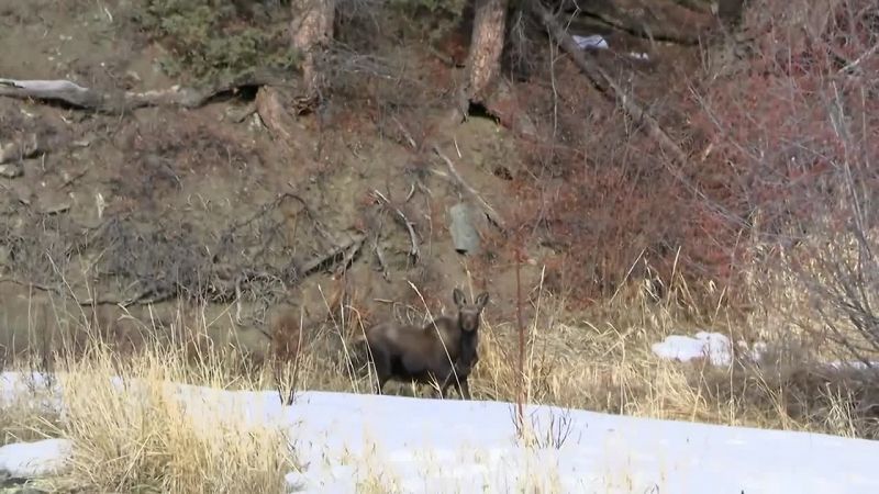 Damn, there's a moose right there