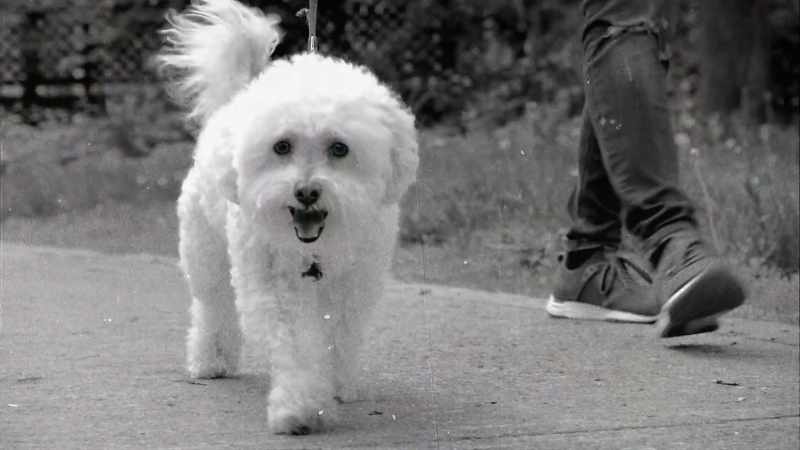 [Dan] Cachi, a legend, an unbelievable killer dog
