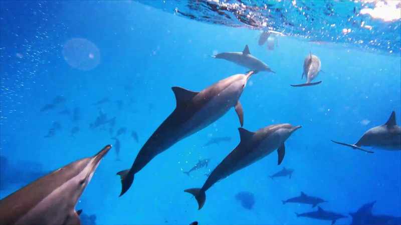 [Dan] Incredibly, dolphins are still being used