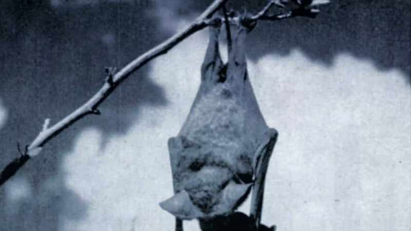 [Dan] Six unlucky bats