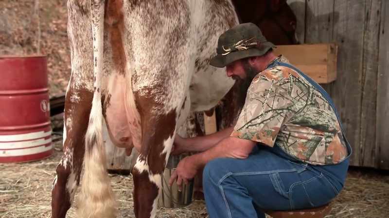Daniel seems very comfortable there around that cow