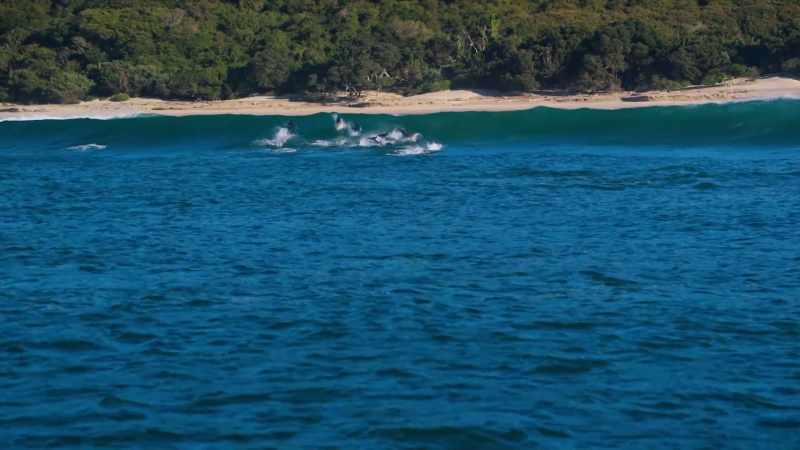 DAVID: And the dolphins seem to know it