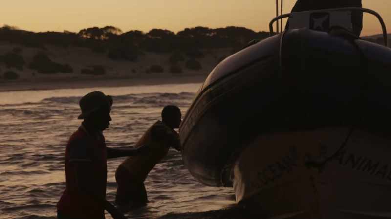 DAVID: As so often in the ocean
