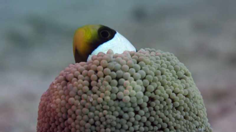 DAVID: Probe cameras give a completely fresh perspective