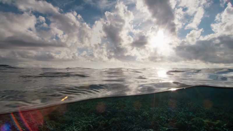 Dawn, and with light, the reef becomes a safer place