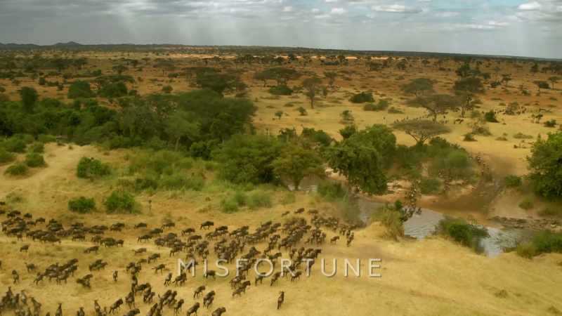 Day after day, the great migration continues