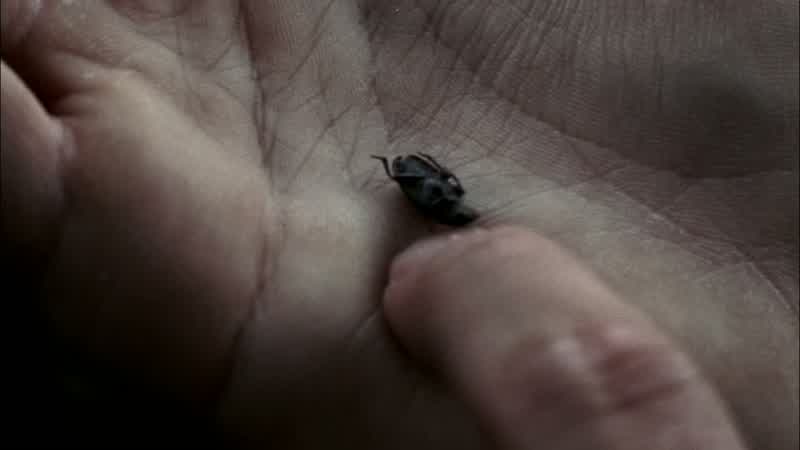DEAN: So you found some beetles