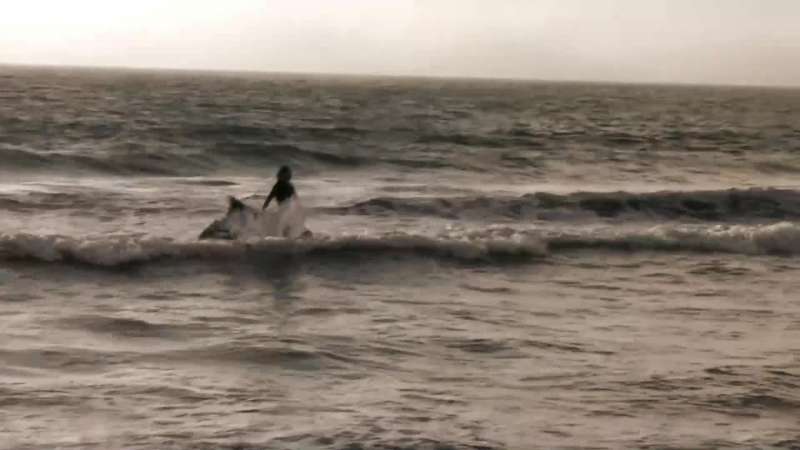 Deanna there's a shark