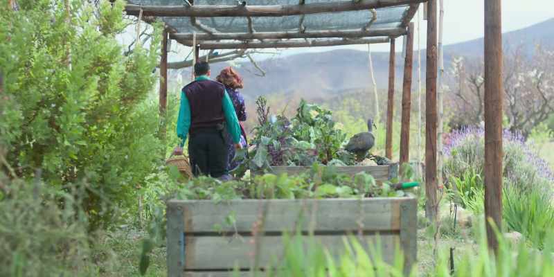 Dear Sheepless in Swellendam