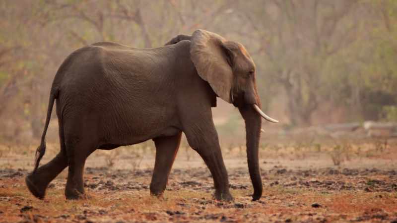 Deep footprints left by elephants in soft mud have baked as hard as rock