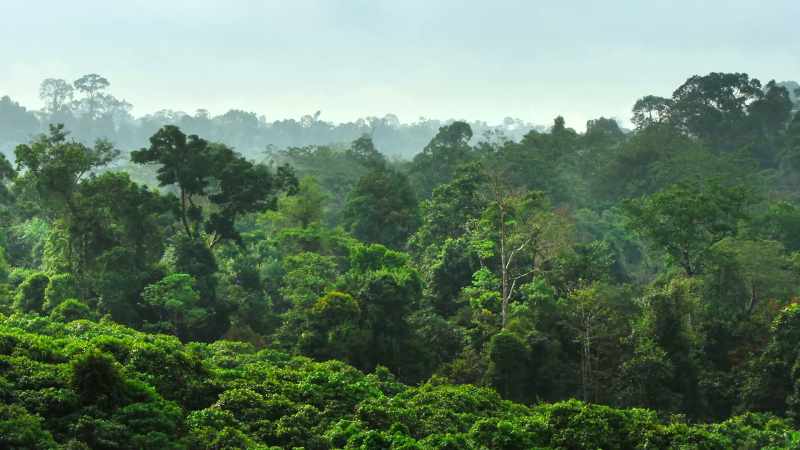 Deep in Leuser's foothills