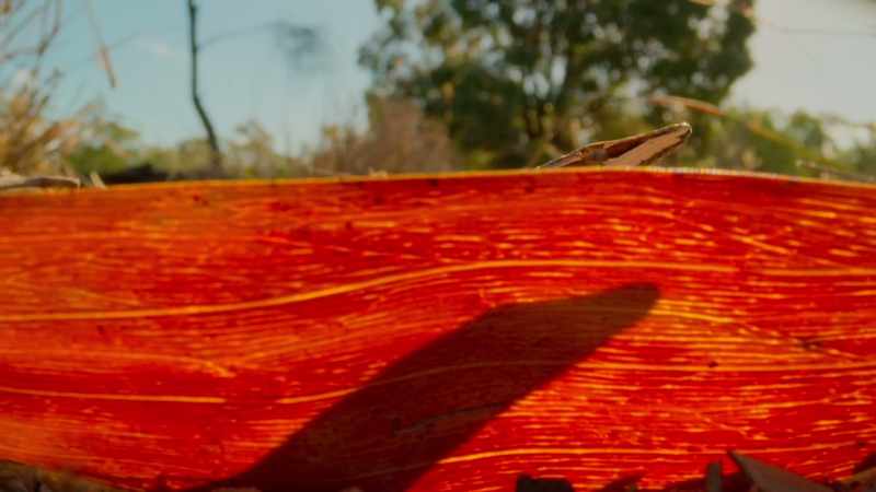 Deep leaf litter provides cover for sly predators