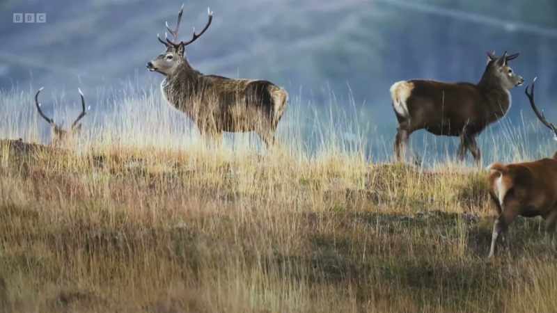 Deer should exist here
