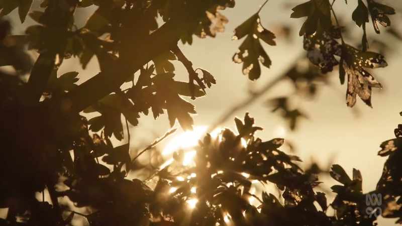(DELICATE RUSTLING) (GENTLE BIRDSONG)