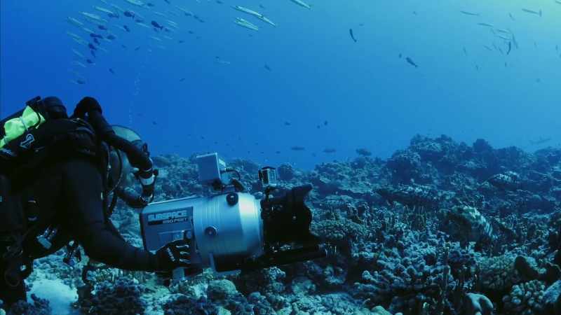Denis has filmed groupers gathering here for 15 years
