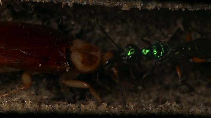 Depositing a single egg on the roach's body