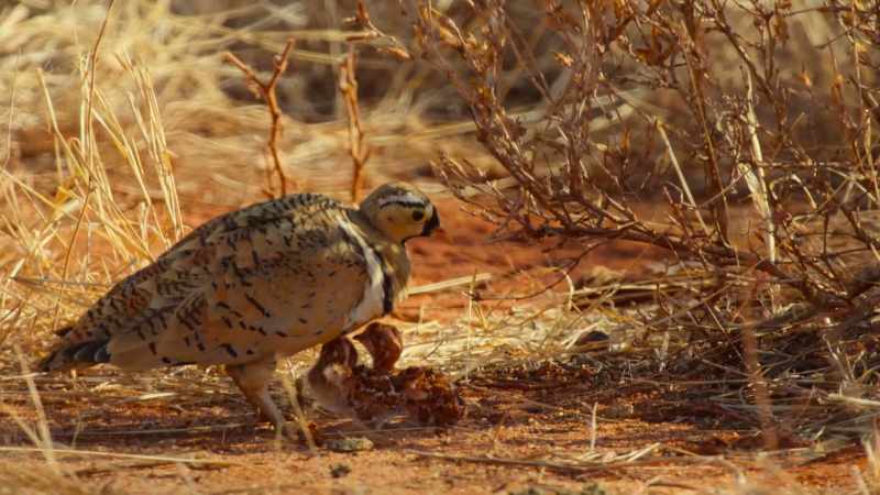 Desperate for a drink, the chicks crowd their father