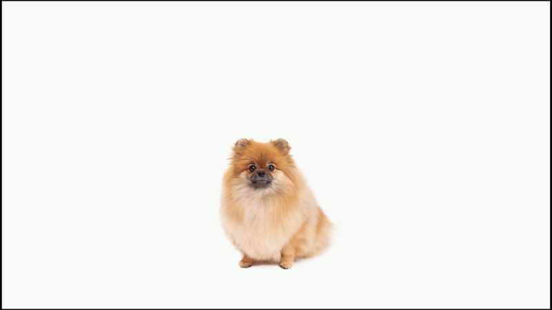 Despite the fact that we have bred dogs to have certain characteristics
