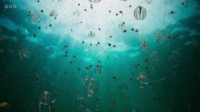 Despite the richness of our seas