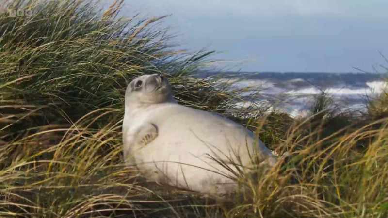 Despite these battles, Blakeney Point still provides the pups