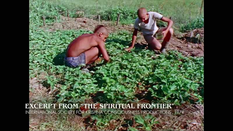 Devotees serve Krishna