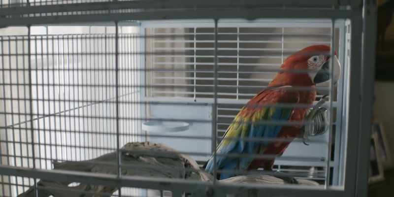 [Dexter] Polly want a killer?