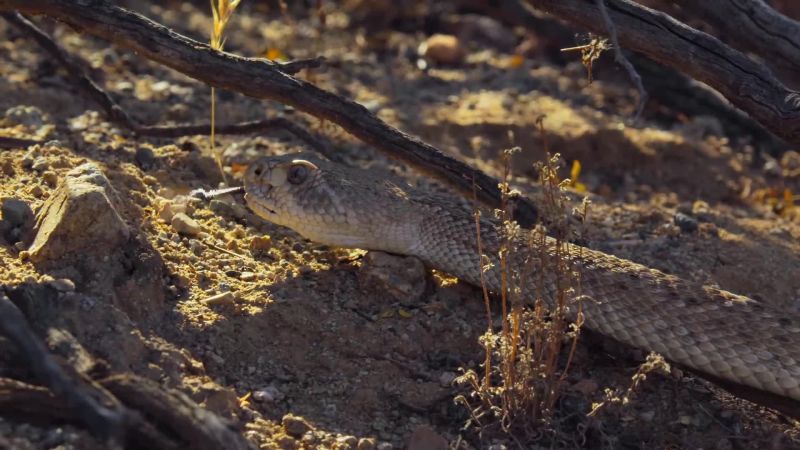 Diamondback rattlesnakes are ambush predators