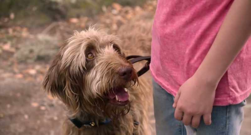 Did I mention his owner