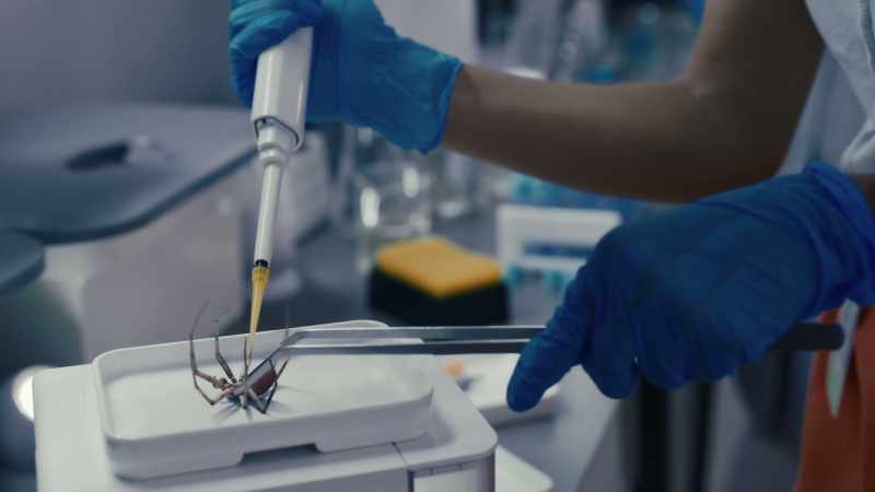 Did you know that extracting a spider'’s venom is actually called milking it?