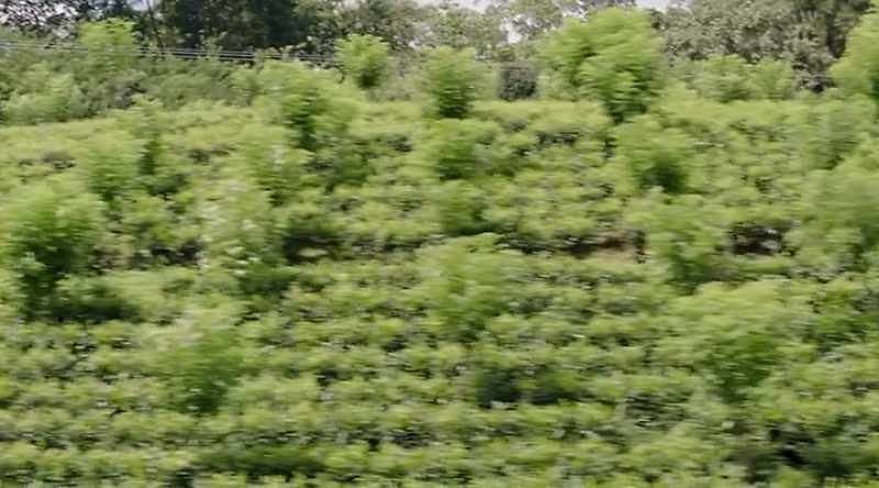 Did you know leaf pickers in the tea industry