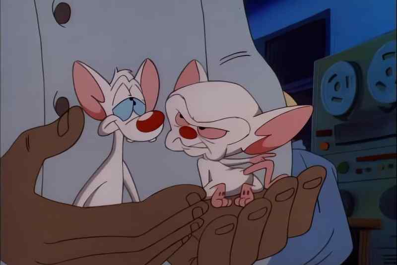 DID YOU SEE THAT PLAQUE, PINKY?