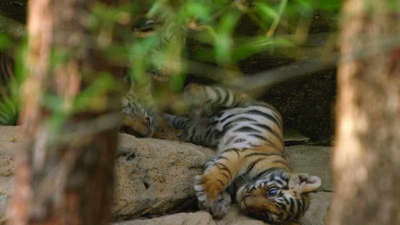 Differences between the cubs are beginning to appear