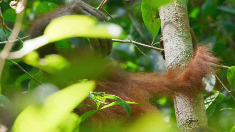 Different levels in the forest contain different foods