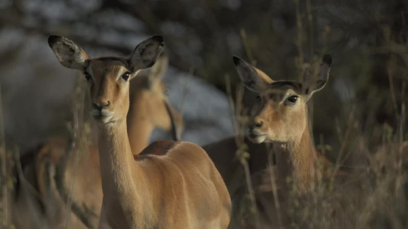 Dik-dik and impala are much smaller, and have no defense