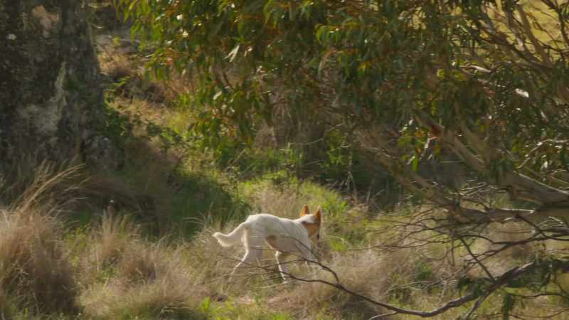 Dingoes - descendants of wolves that were brought here