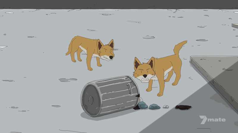(dingoes growling)