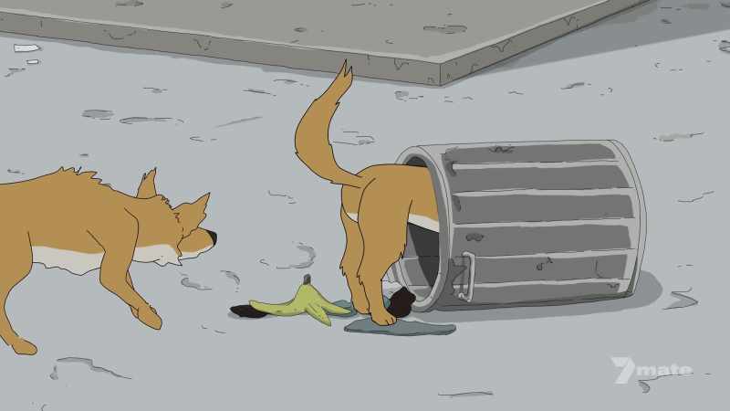 (dingoes sniffling)