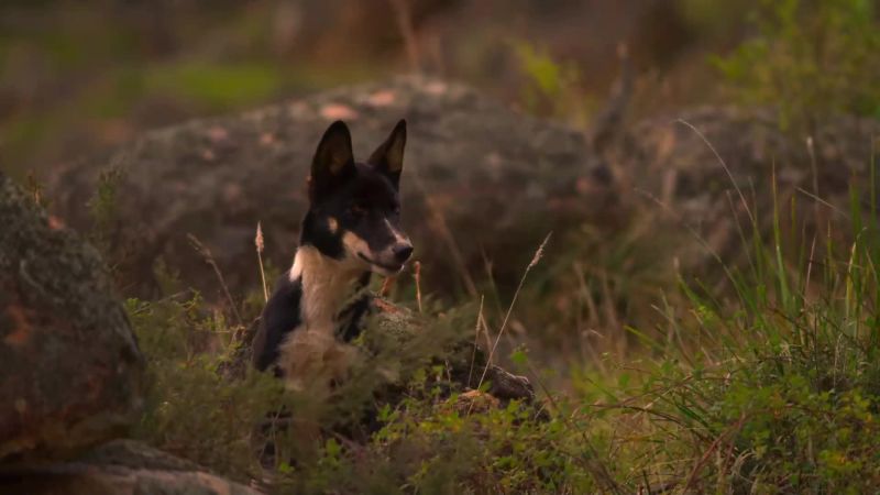 Dingoes work as a pack