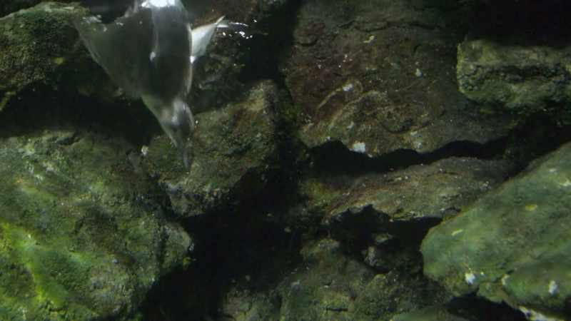 Dippers essentially fly underwater