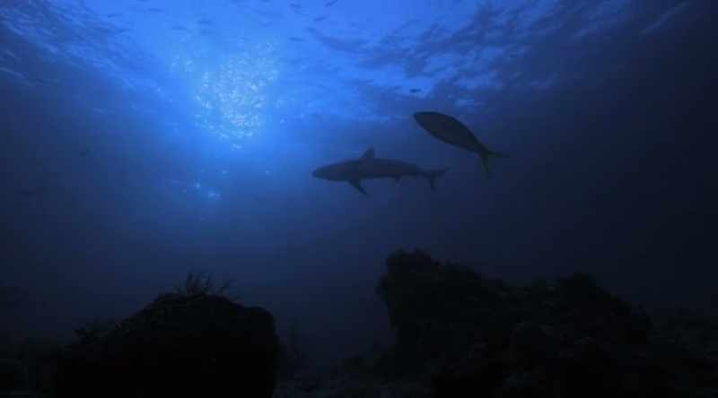 Directly over the divers, a large tiger appears
