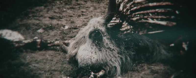Disease spread among livestock