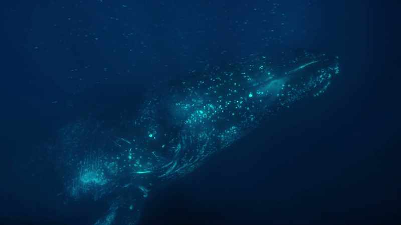(DISTANT WHALE CALL)
