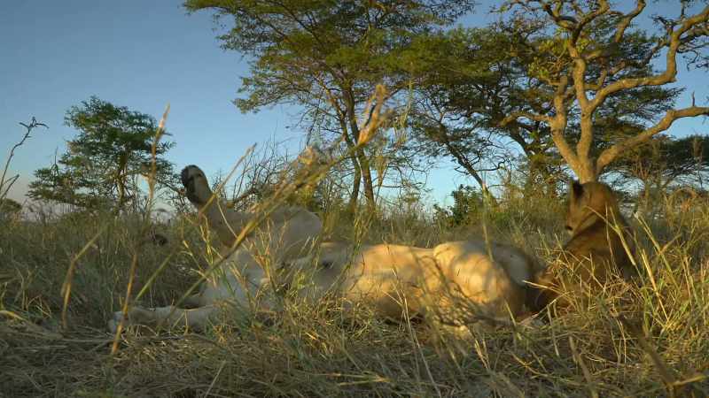 Disturbing sleeping lions is never a good idea
