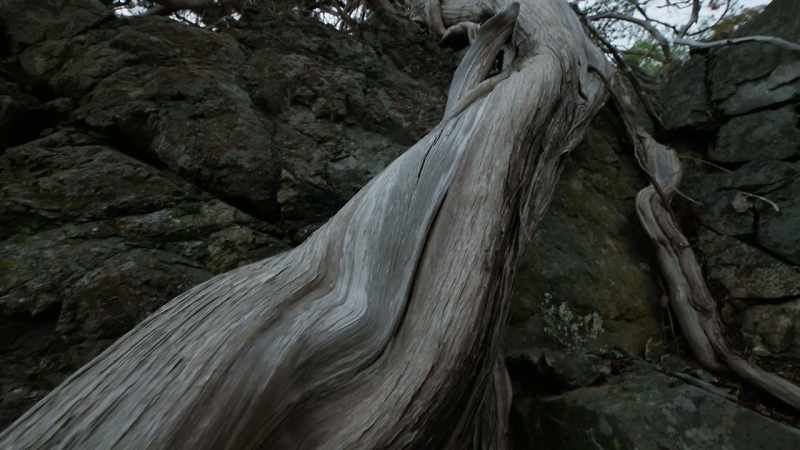 Do you know how many lifetimes this tree grew?