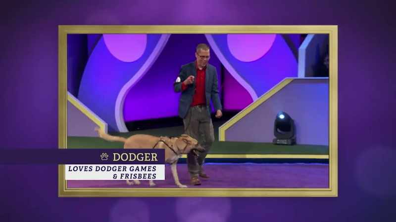 Dodger, a German Shepherd mix